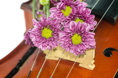 Violin and purple daisy on white の写真素材