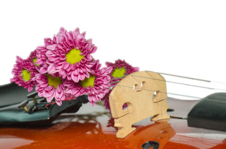 Violin and purple daisy on white の写真素材