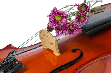 Violin and purple daisy on  white 
