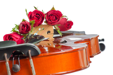 Violin and red roses on white の写真素材