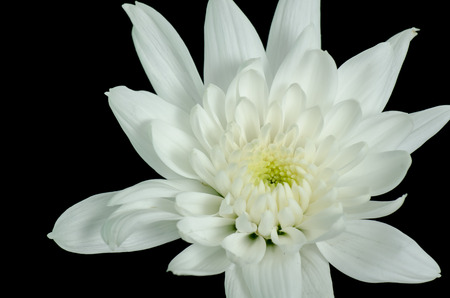 A closeup photo of white Dahlia on black backgroundの写真素材