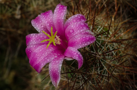 Closeup photo of small pink Cactus flowerの写真素材