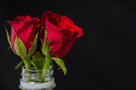 Red roses in plastic bottle isolated on blackの写真素材