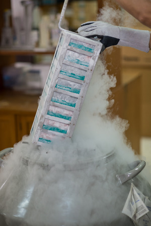 Close up of gloved hand retrieving boxes from cryogenic freezer device in laboratoryの写真素材