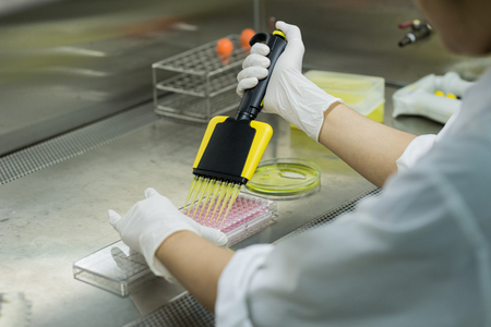 Researcher transfers testing fluid to 96 well plate for microbiological laboratory - view from her back in biosafety cabinetの写真素材