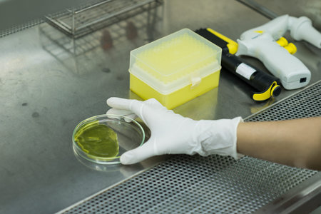 Researcher places animal cell plate and equipment in biosafety cabinet
