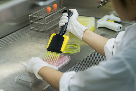 Researcher transfers testing fluid to 96 well plate for microbiological laboratory - view from her back in biosafety cabinetの写真素材