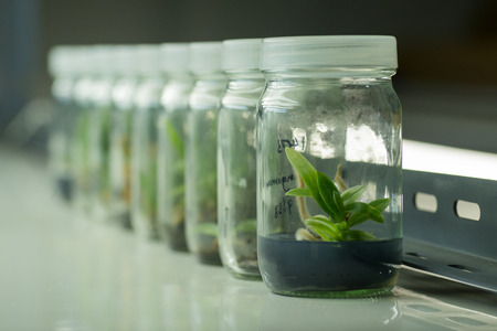 Plant tissue cultureの写真素材