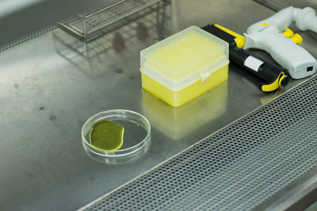 Animal cell plate and equipment in biosafety cabinetの写真素材