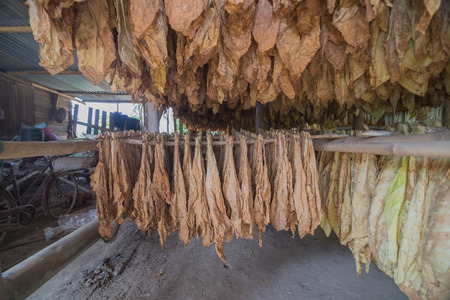 Wide angle inside the local tobacco curing barns in Thailandの写真素材