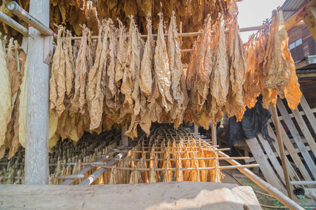 Wide angle inside the local tobacco curing barns in Thailandの写真素材
