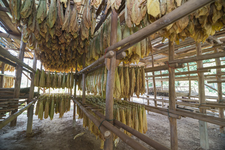 Wide angle inside the local tobacco curing barns in Thailandの写真素材