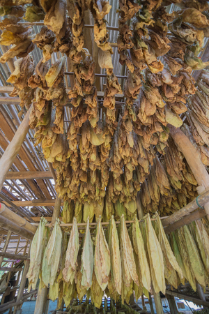 Wide angle inside the local tobacco curing barns in Thailandの写真素材
