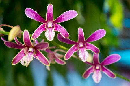 Star shaped orchid flower, close-up photoの写真素材