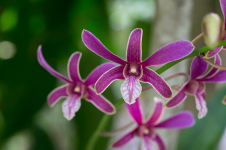 Star shaped orchid flower, close-up photoの写真素材
