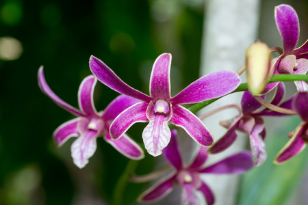Star shaped orchid flower, close-up photoの写真素材