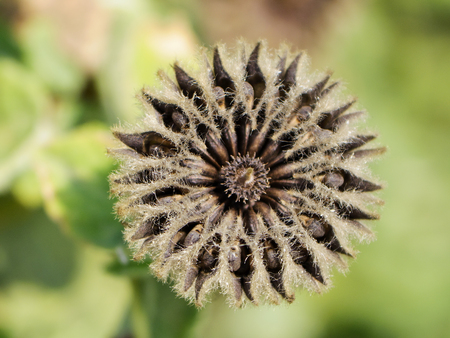 close up of dried country mallow flowerの写真素材