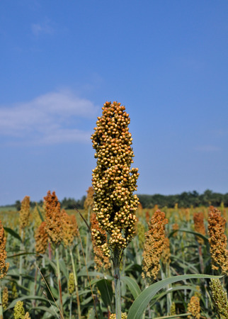 sorghum fieldの写真素材