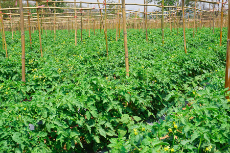 Tomato plantation in open fieldの写真素材