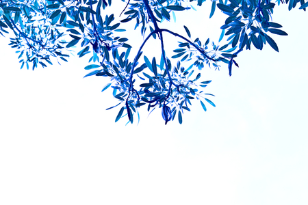 leaves of tree in blue color on white backgroundの写真素材
