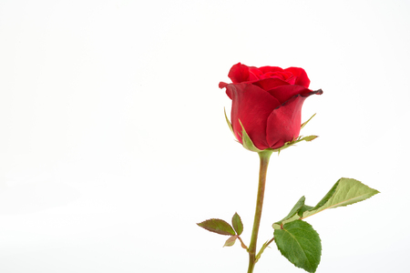 Red rose isolated on white background.の写真素材