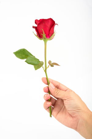 Red rose isolated on white background.の写真素材