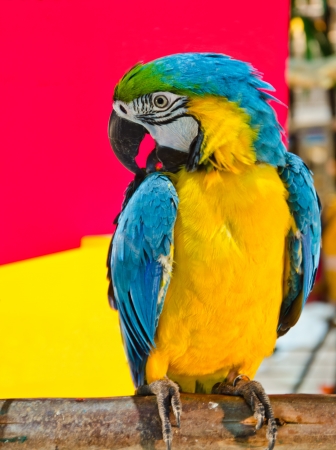 Macaw parrot hold Branchの写真素材