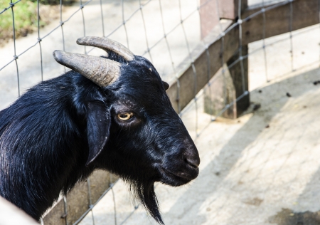 Black Goat face and hornの写真素材