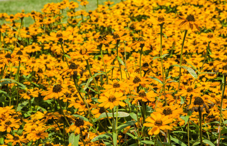 Orange Cosmos flowers and a bee.