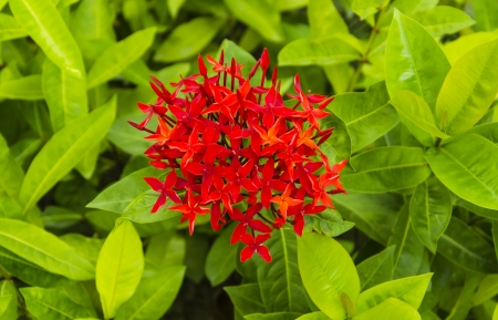 Red ixora flower in gardenの写真素材