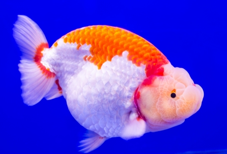 Single Goldfish with blue sceneの写真素材