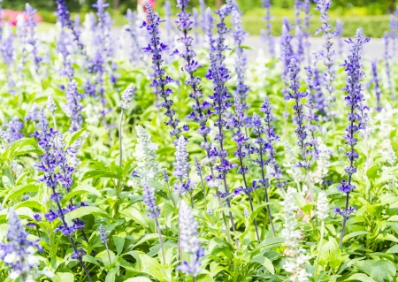 Field of Blooming Salvia leucanthaの写真素材