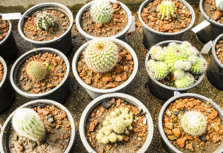 Cactus in the potsの写真素材