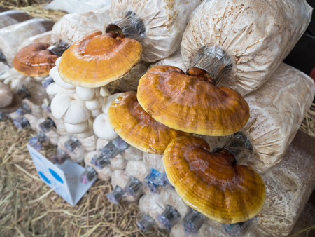Mushroom grow from cultivation.の写真素材