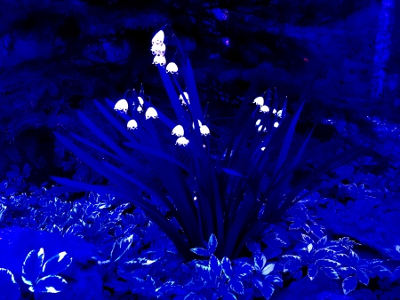 The general form of decorative blue flowers with white petalsの写真素材