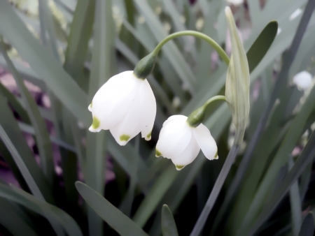 The general form of ornamental plants with petals in the form of a bell of whiteの写真素材