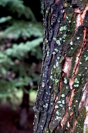 Structure of a fragment of a bark of the tree trunk located vertically