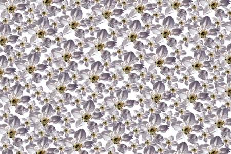 Photomontage on a white background from a variety of white flowers isolatedの写真素材