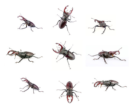 Photo montage of nine images of the male stag beetle, isolated on a white backgroundの写真素材