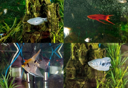 Aquarium fish  two-point gourami, gourami ordinary sword-bearer, the scalar koiの写真素材