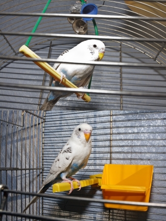 White wavy parrot on a perch in a metal cageの写真素材