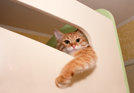 Cat watching with elevation, dangling pawの写真素材
