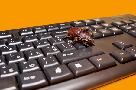 Live rhinoceros beetle red-brown color is on the end of line button gray computer keyboard の写真素材