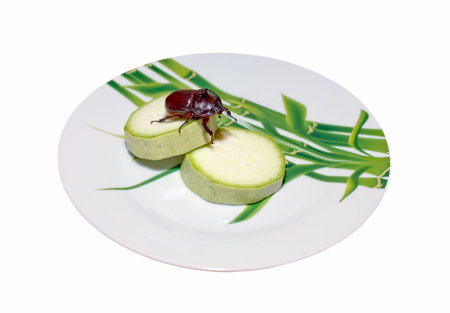 Rhinoceros beetle on slices of zucchini on a plate isolated on white backgroundの写真素材
