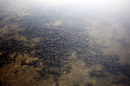 General view of the section of the river is not deep in a place where you can see underwater plantsの写真素材