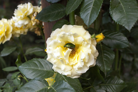 Cetoniinae beetle green in bud of yellow roses in springの写真素材
