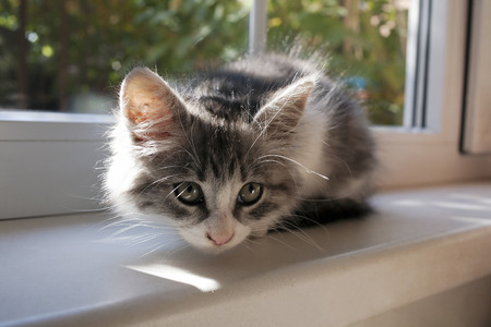 Cute little white and gray kitten on the sill of a windowの写真素材