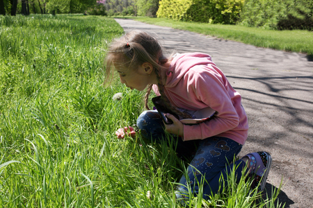 Girl with long hair blowing on a dandelion in the green grassのeditorial素材