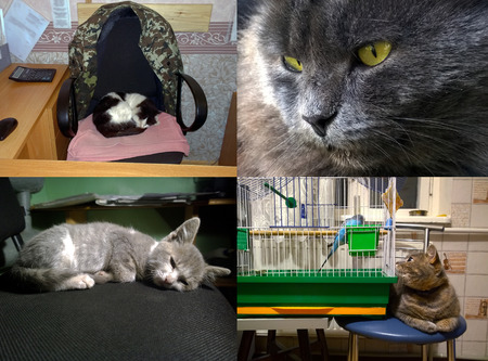 Several domestic cats in different poses, closeup, sleeping kittenの写真素材