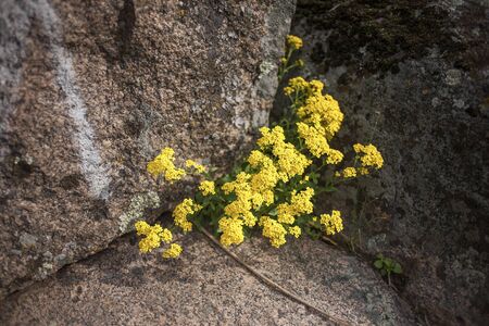 Alissum rocky blooming in Aktovskiy canyon of the Nikolaev region in Ukraineの写真素材
